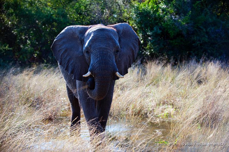 20090614_091527 D3 X1.jpg - Following large herds in Okavango Delta